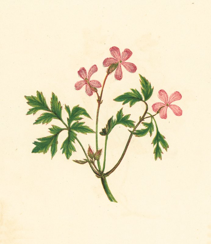 Herb Robert, or Poor Robin, Geranium Robertianum by English School