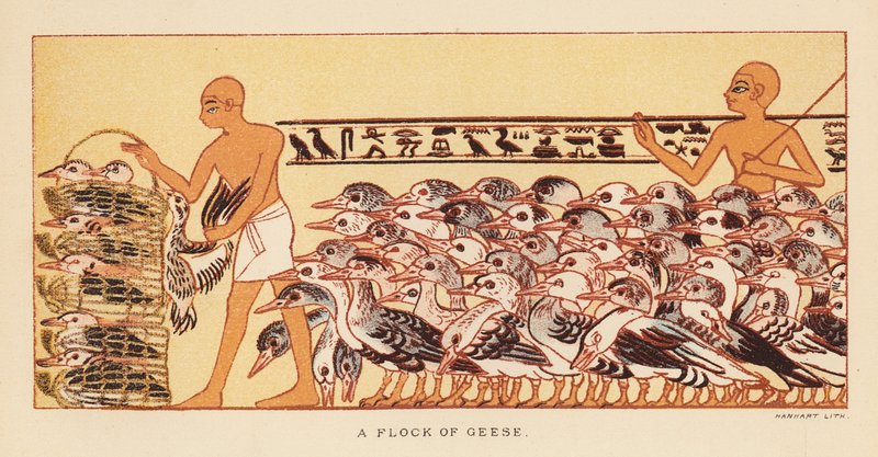 Herodotus: A flock of geese by English School