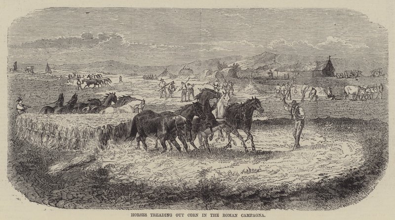 Horses Treading Out Corn in the Roman Campagna by English School