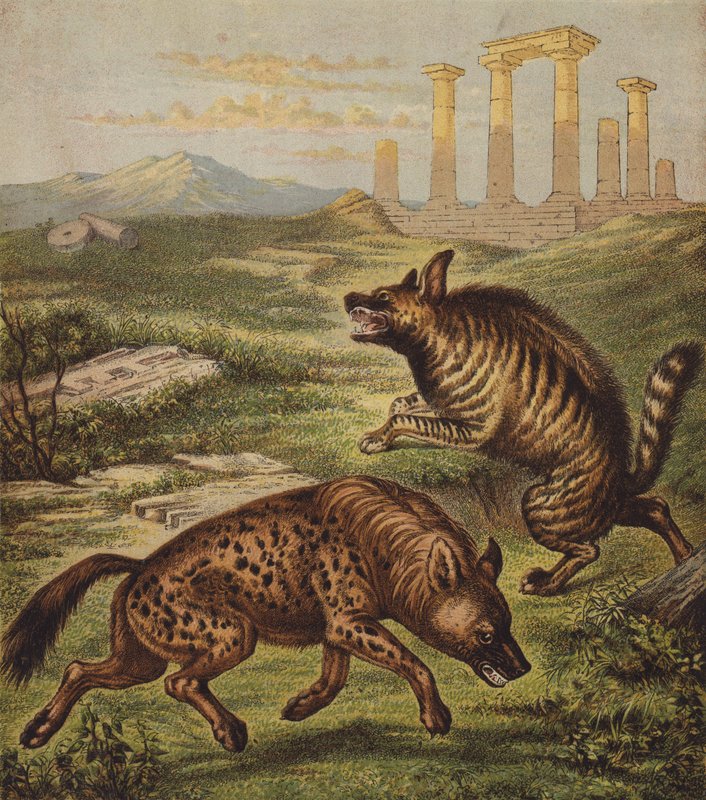 Hyena by English School