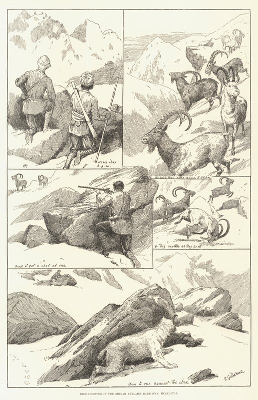 Ibex-Shooting in the Shigar Nullahs, Baltistan, Himalayas by English School