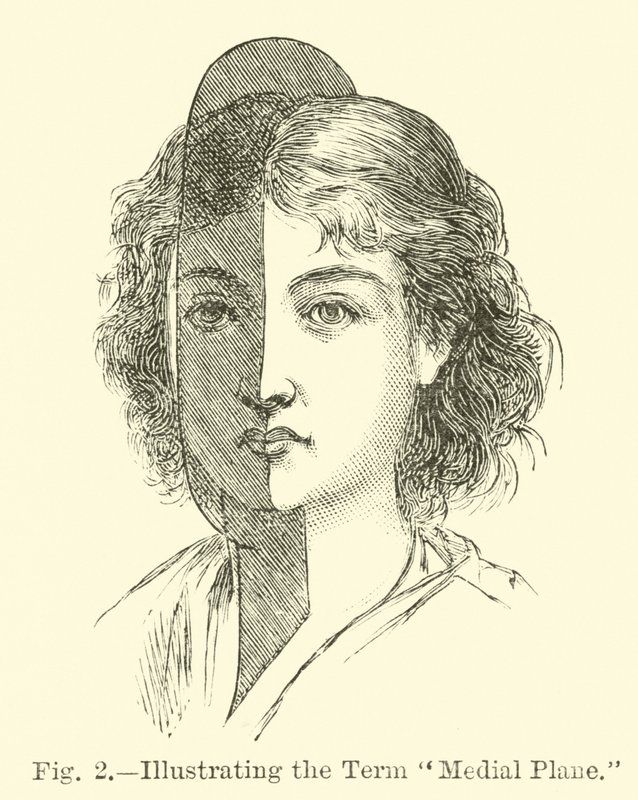 Illustrating the Term Medial Plane by English School