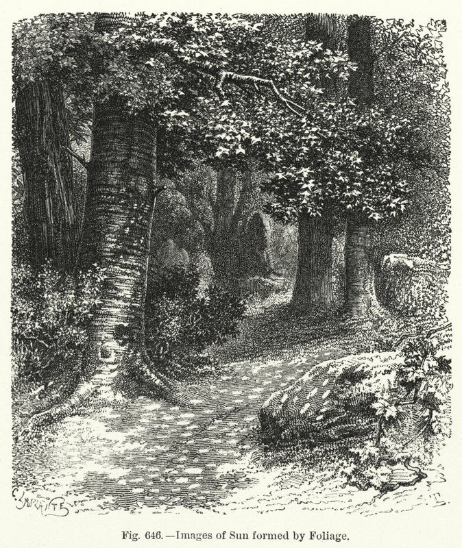 Images of Sun formed by Foliage by English School