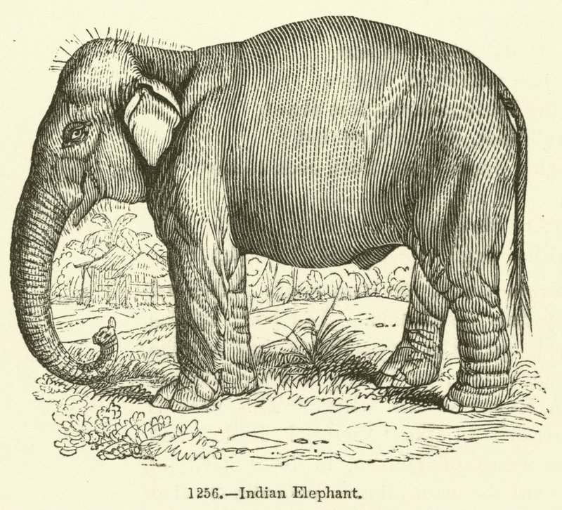 Indian Elephant by English School