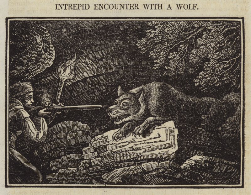 Intrepid Encounter with a Wolf by English School