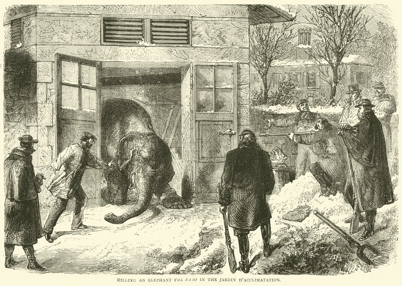 Killing an Elephant for Food in the Jardin d