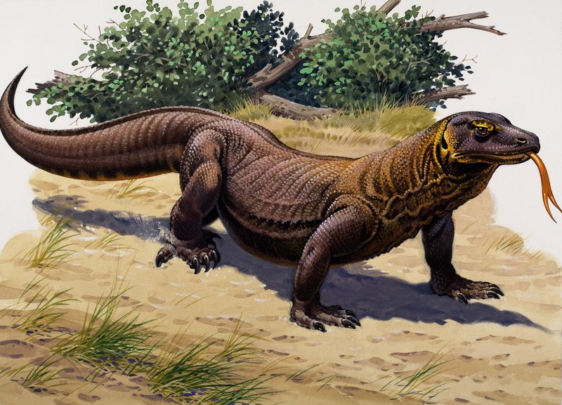 Komodo Dragon by English School