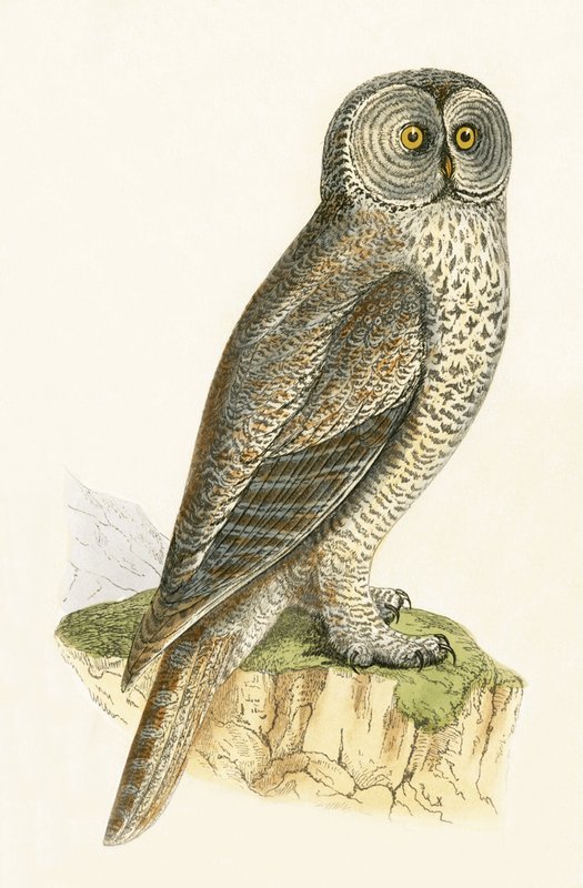 Lap Owl, Illustration from 