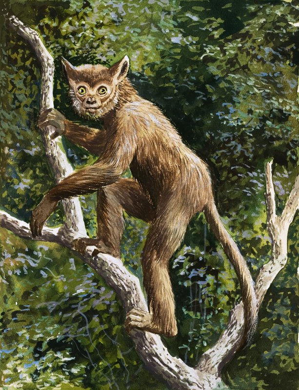 Lemur by English School