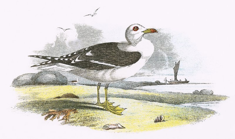 Lesser Black-backed Gull by English School