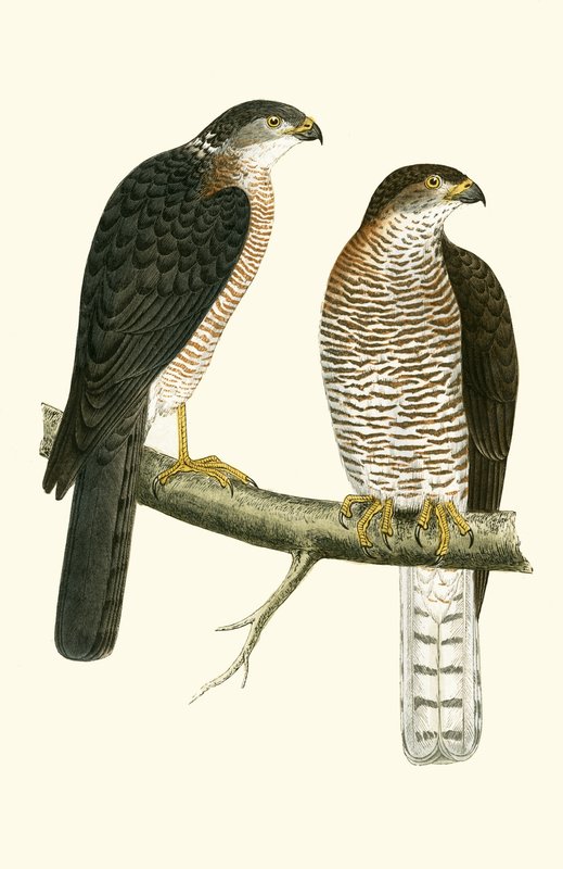 Levant Sparrow Hawk, Illustration from 