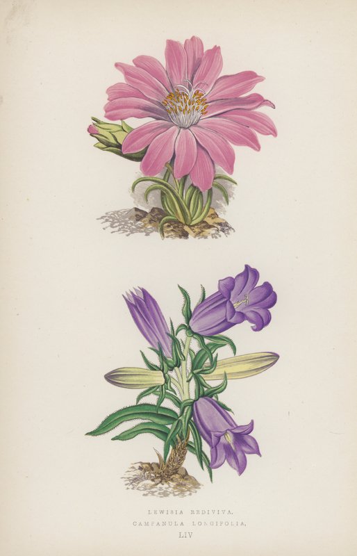 Lewisia Rediviva; Campanula Longifolia by English School