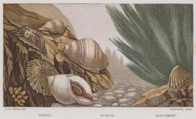 Limpet, Purple, Slit-Limpet by English School