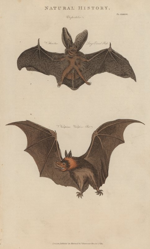 Long Eared Bat and Vampire Bat by English School