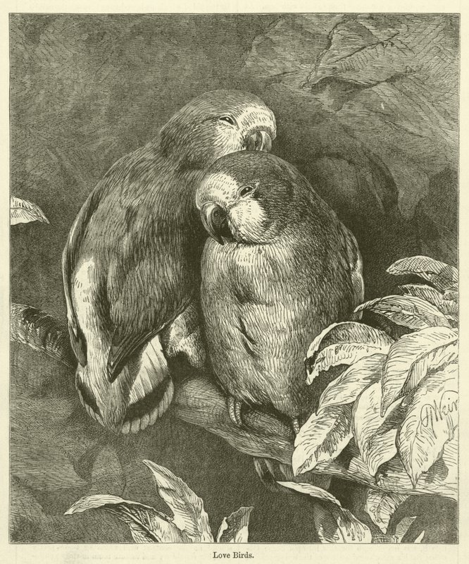 Love Birds by English School