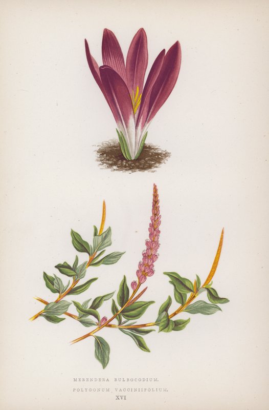 Merendera Bulbocodium; Polygonum Vaccinifolium by English School
