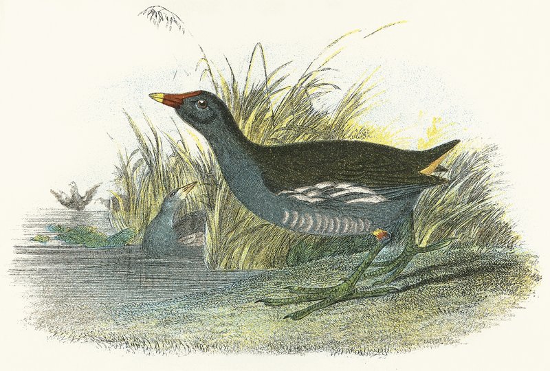 Moor Hen by English School