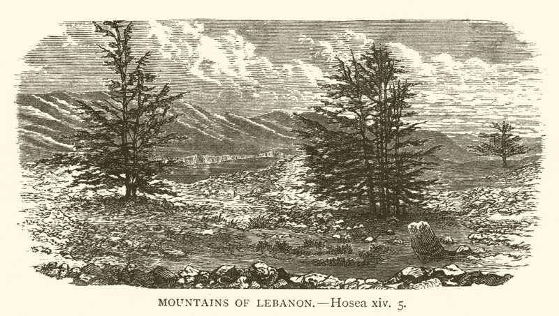 Mountains of Lebanon, Hosea, xiv, 5 by English School