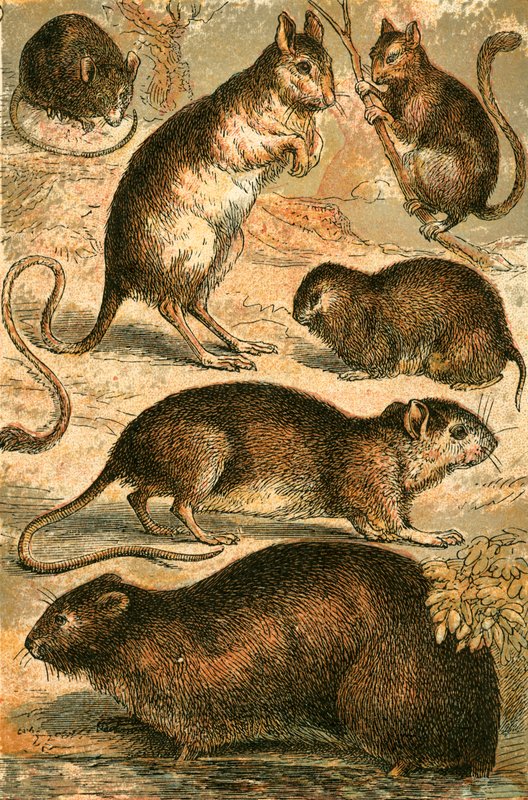 Mouse, Jerboa, Rat, Musk Rat, Dormouse and Field Mouse by English School