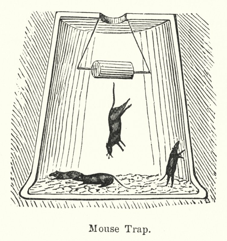 Mouse Trap by English School