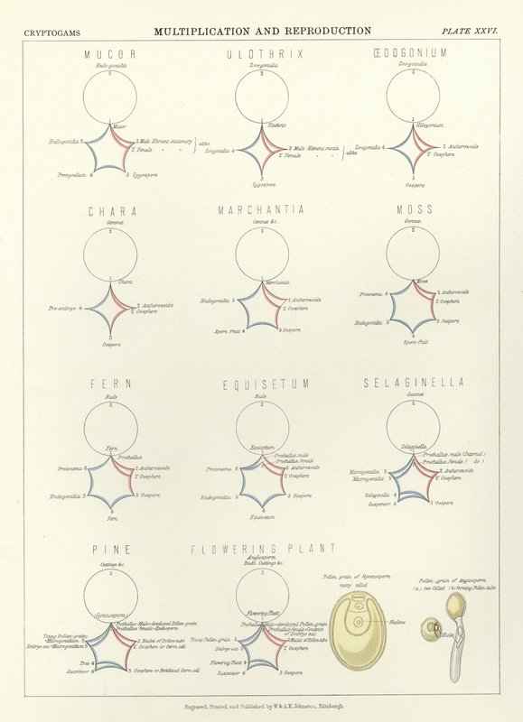 Multiplication and Reproduction by English School