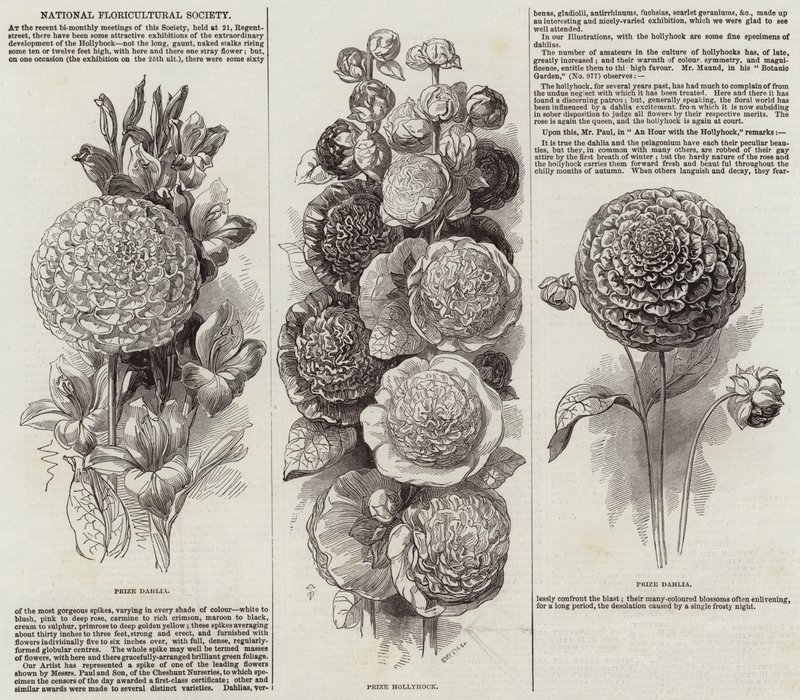 National Floricultural Society by English School