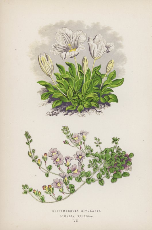 Nierembergia Rivularis; Linaria Villosa by English School