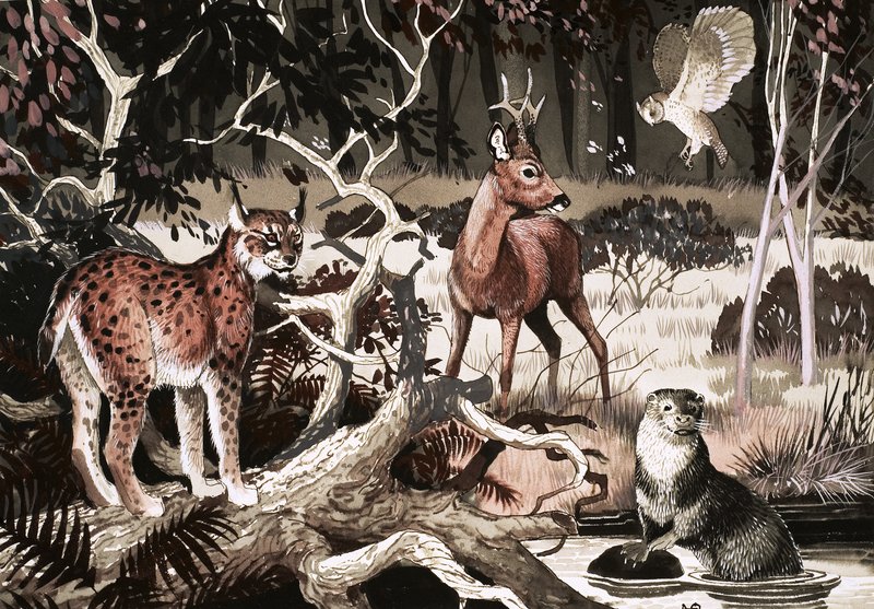 Night Time at the Water Hole by English School