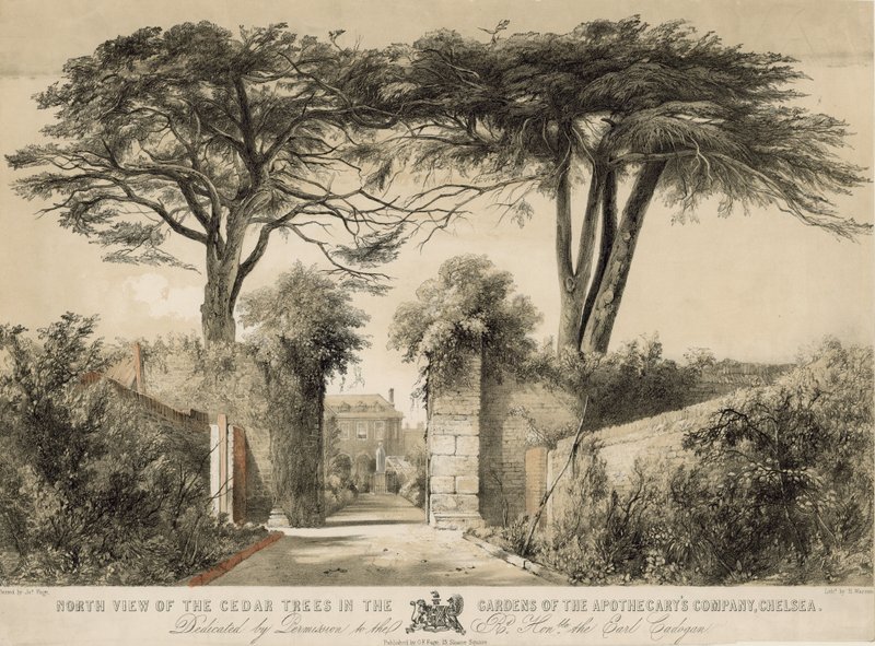 North View of the Cedar Trees in the Gardens of the Apothecary