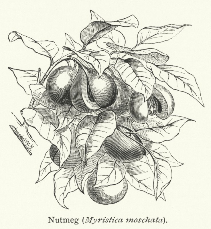 Nutmeg (Myristica moschata) by English School