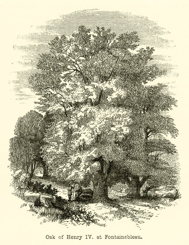 Oak of Henry IV, at Fontainebleau by English School