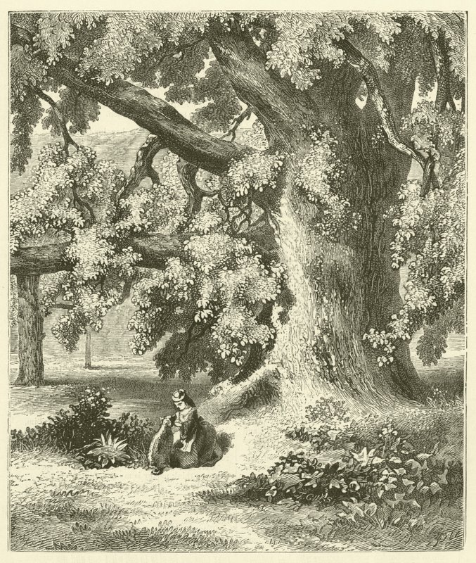 Old Walnut Tree at Mentmore by English School