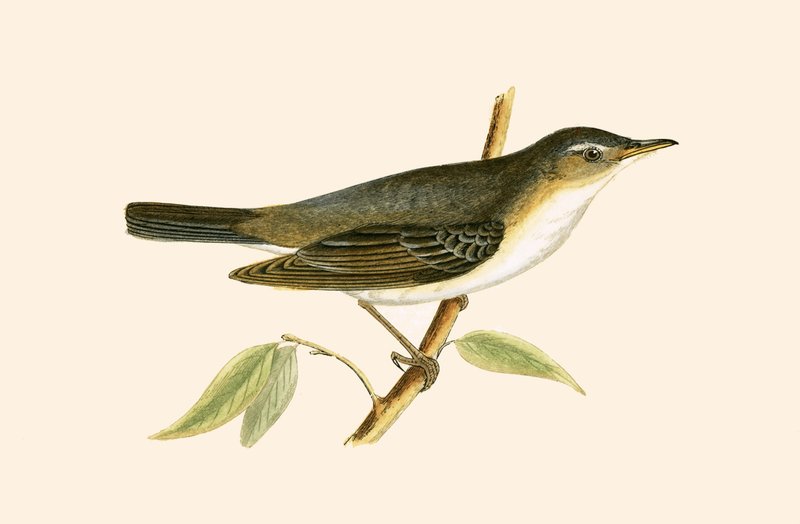 Olive Tree Warbler, illustration from 