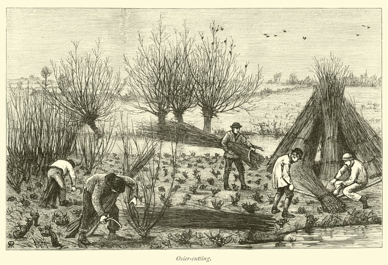 Osier-cutting by English School