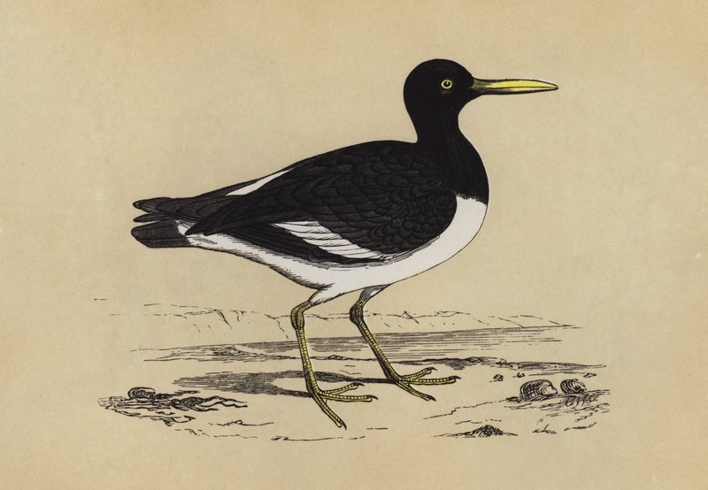 Oyster-Catcher by English School