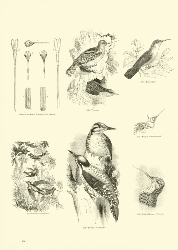 Page from The Pictorial Museum of Animated Nature by English School
