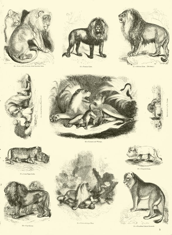 Page from The Pictorial Museum of Animated Nature by English School