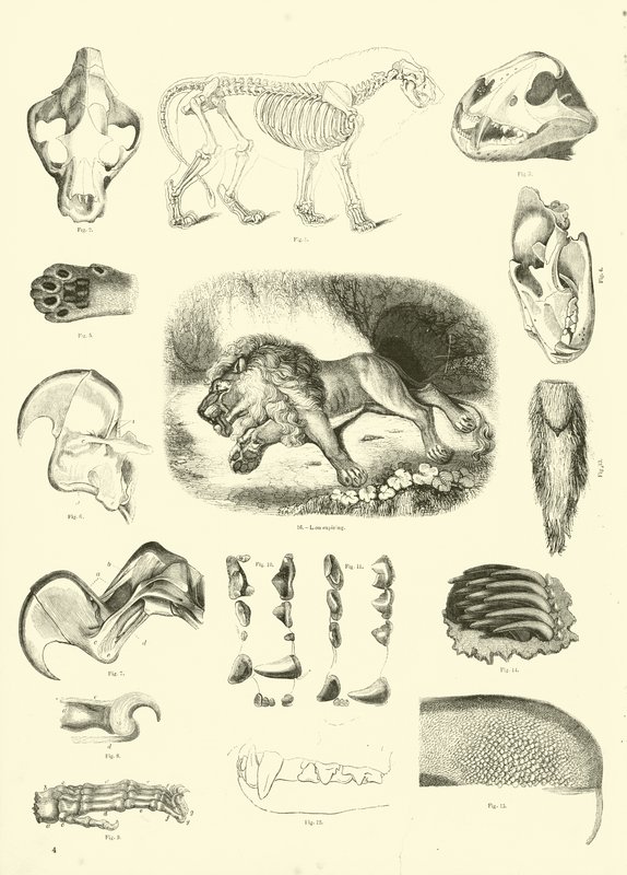 Page from The Pictorial Museum of Animated Nature by English School