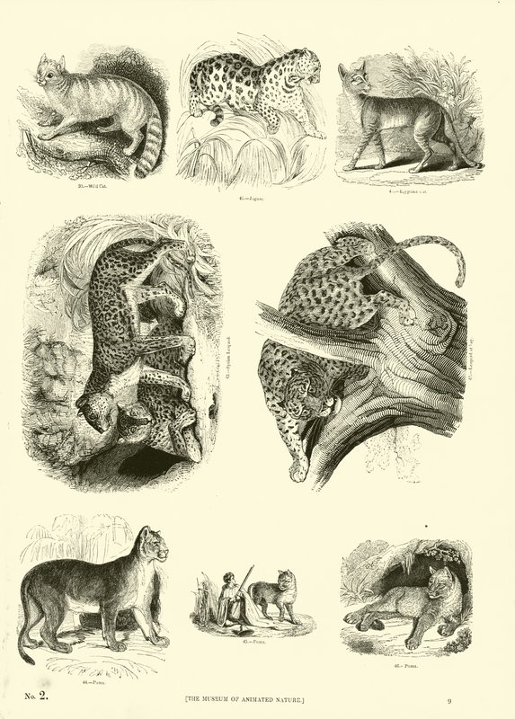 Page from The Pictorial Museum of Animated Nature by English School