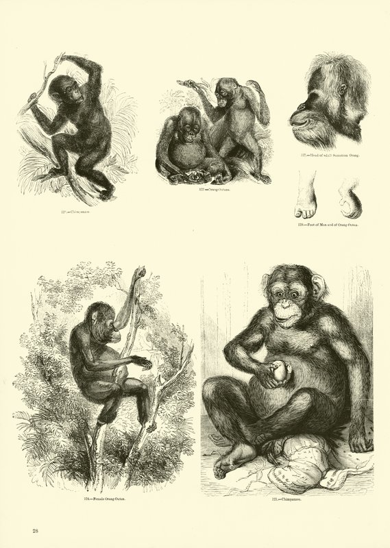 Page from The Pictorial Museum of Animated Nature by English School