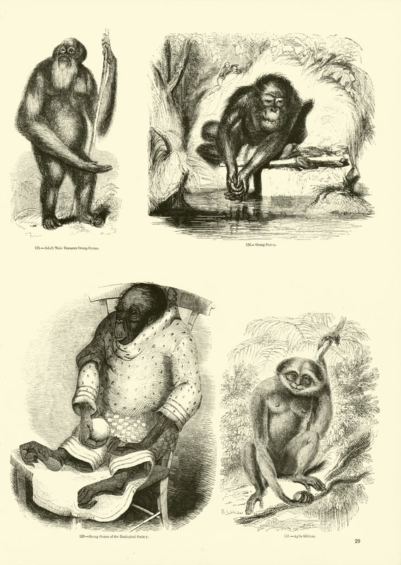 Page from The Pictorial Museum of Animated Nature by English School