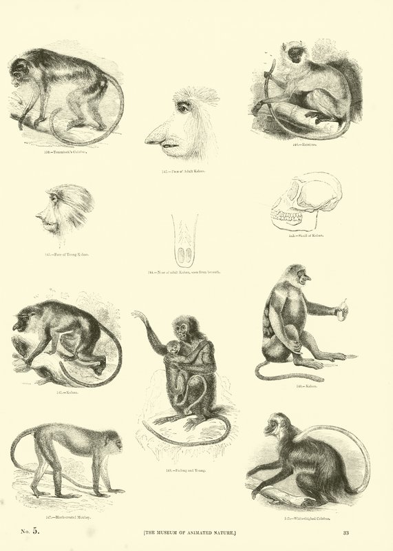Page from The Pictorial Museum of Animated Nature by English School