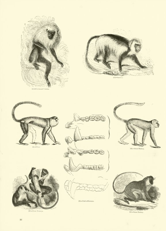 Page from The Pictorial Museum of Animated Nature by English School