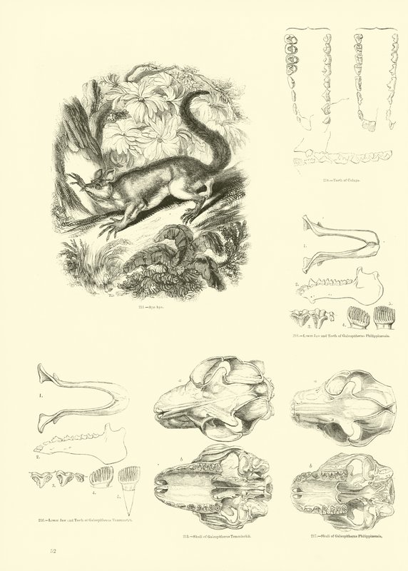 Page from The Pictorial Museum of Animated Nature by English School