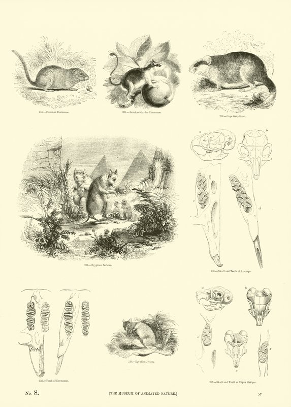 Page from The Pictorial Museum of Animated Nature by English School