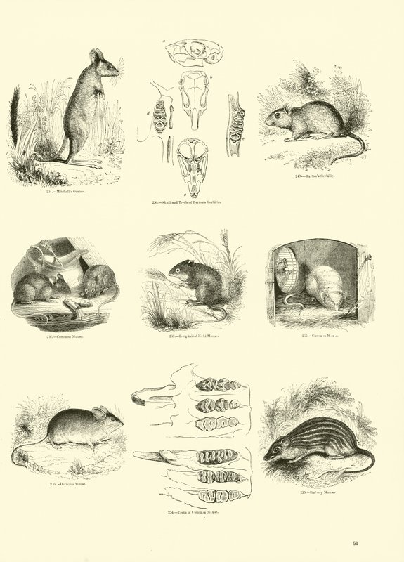 Page from The Pictorial Museum of Animated Nature by English School
