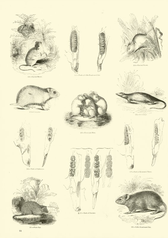 Page from The Pictorial Museum of Animated Nature by English School