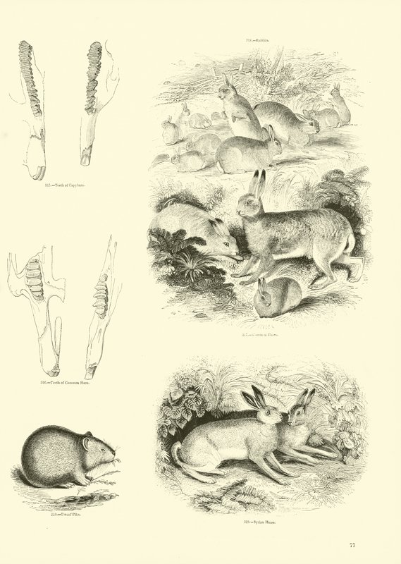 Page from The Pictorial Museum of Animated Nature by English School