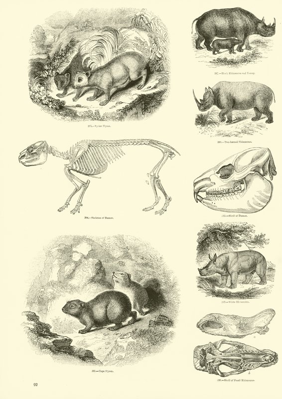 Page from The Pictorial Museum of Animated Nature by English School