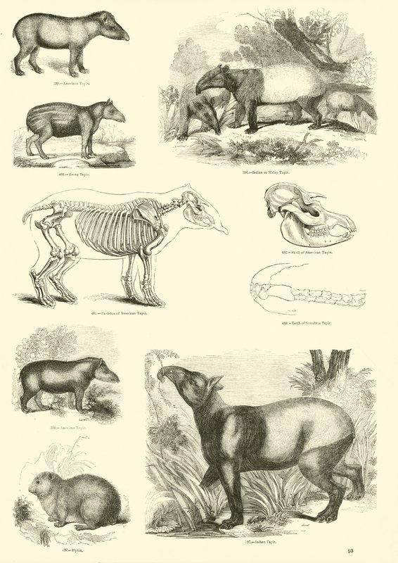 Page from The Pictorial Museum of Animated Nature by English School